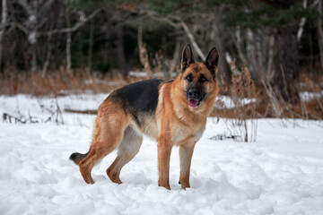 Charming purebred dog on walk in winter snow covered park. Portrait of beautiful Shepherd dog. German Shepherd stands beautifully in pure white snow in winter against background of forest.