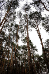 Fototapeta premium tree