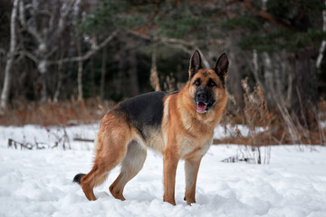 Charming purebred dog on walk in winter snow covered park. Portrait of beautiful Shepherd dog. German Shepherd stands beautifully in pure white snow in winter against background of forest.