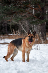 Charming purebred dog on walk in winter snow covered park. Portrait of beautiful Shepherd dog. German Shepherd stands beautifully in pure white snow in winter against background of forest.