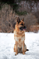 Charming purebred dog in snowy white snowdrifts. Beautiful adult German Shepherd of black and red color sits in snow against background of forest and looks carefully to side.