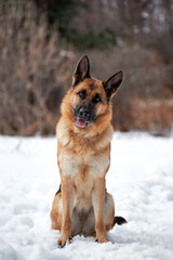 Beautiful adult German Shepherd of black and red color sits in snow against background of forest and looks carefully forward with his head tilted to side. Purebred dog in snowy white snowdrifts.