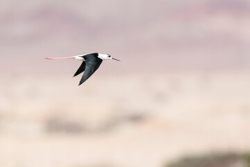 Steltkluut, Black-winged Stilt, Himantopus himantopus