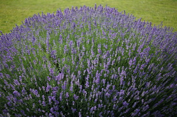 Obraz premium Lavendel.