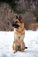 Charming purebred dog in snowy white snowdrifts. Beautiful adult German Shepherd of black and red color sits in snow against background of forest and looks carefully to side.