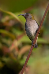 Ursula's Sunbird, Cinnyris ursulae