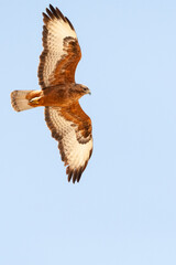 Steppe Buzzard, Buteo buteo vulpinus