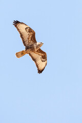 Steppe Buzzard, Buteo buteo vulpinus