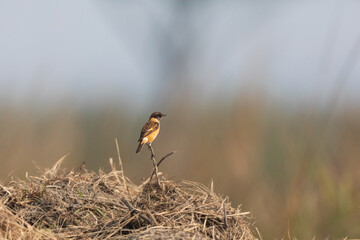 Siberian stonechat or Asian stonechat (Saxicola maurus) at Rajarhat grassland, Kolkata, India