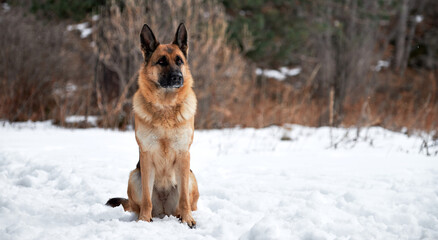 Charming purebred dog on winter banner. Beautiful adult German Shepherd of black and red color sits in snow against background of forest and looks carefully ahead.