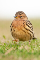 Roodkeelpieper, Red-throated Pipit, Anthus cervinus