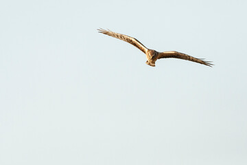 Steppekiekendief, Pallid Harrier, Circus macrourus