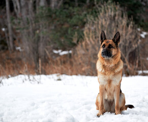 Charming purebred dog on winter banner. Beautiful adult German Shepherd of black and red color sits in snow against background of forest and looks carefully ahead.