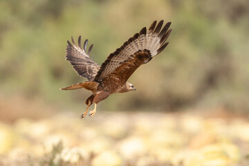 Fototapeta premium Steppe Buzzard, Buteo buteo vulpinus