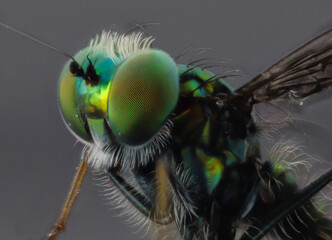 close up of a fly