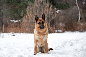 Charming purebred dog on winter banner. Beautiful adult German Shepherd of black and red color sits in snow against background of forest and looks carefully ahead.