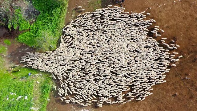 Large Sheep herd heading for a Green Pasture in a bulk formation, Aerial hyper lapse.