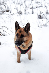 Beautiful black and red shepherd dog on walk stands in snowdrifts. Adult breed German shepherd walks in snow wearing dog harness and breath of fresh air.