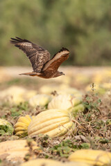 Steppe Buzzard, Buteo buteo vulpinus