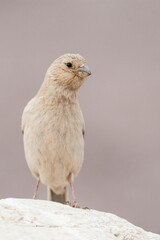 Sinai Rosefinch, Carpodacus synoicus