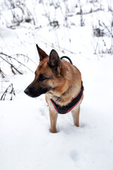 Beautiful black and red shepherd dog on walk stands in snowdrifts. Adult breed German shepherd walks in snow wearing dog harness and breath of fresh air.