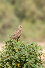 Steppe Buzzard, Buteo buteo vulpinus