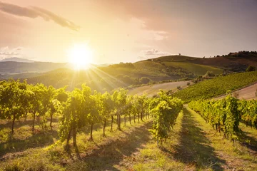 Fotobehang Panoramisch uitzicht op wijngaard op heuvels, wijnmakerij en wijnbereiding © Maresol