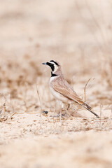 Temminck's Strandleeuwerik, Temminck's Lark, Eremophila bilopha