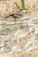 Izabeltapuit, Isabelline Wheatear, Oenanthe isabelline