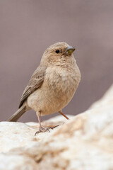 Sinai Rosefinch, Carpodacus synoicus