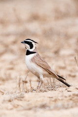 Temminck's Strandleeuwerik, Temminck's Lark, Eremophila bilopha