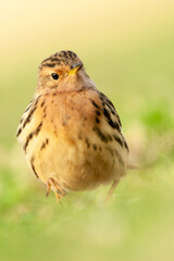 Roodkeelpieper, Red-throated Pipit, Anthus cervinus