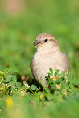 Spaanse Mus, Spanish Sparrow, Passer hispaniolensis