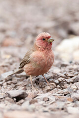 Sinai Rosefinch, Carpodacus synoicus