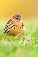Roodkeelpieper, Red-throated Pipit, Anthus cervinus