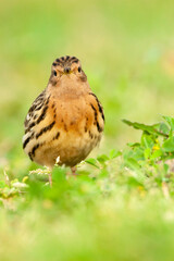 Roodkeelpieper, Red-throated Pipit, Anthus cervinus