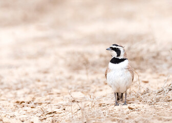 Temminck's Strandleeuwerik, Temminck's Lark, Eremophila bilopha
