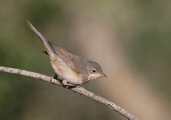 Western Subalpine Warbler, Sylvia inornata