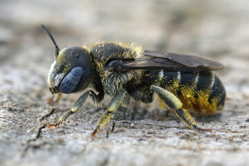 Close up of a female Spined Mason Bee ( Osmia spinulosa) with her beautiful blue eyes .