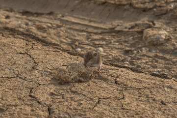 little tired elephant shrew with closed eyes take a break at a stone