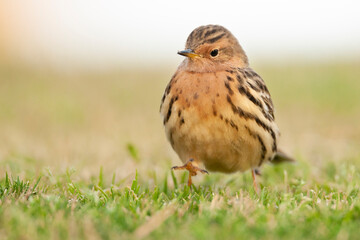 Roodkeelpieper, Red-throated Pipit, Anthus cervinus