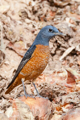 Rode Rotslijster, Rufous-tailed Rock Thrush, Monticola saxatilis