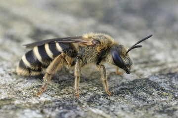 This female Giant furrow bee ( Halictus quadricintus ) is one of the largest furrow bees in France.