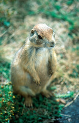 Prairie dogs on the prairie of South Dakota, USA