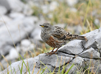 Alpine Accentor, Prunella collaris