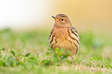 Roodkeelpieper, Red-throated Pipit, Anthus cervinus