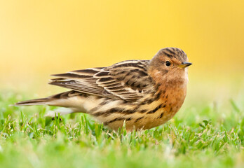 Roodkeelpieper, Red-throated Pipit, Anthus cervinus