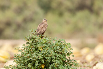 Steppe Buzzard, Buteo buteo vulpinus