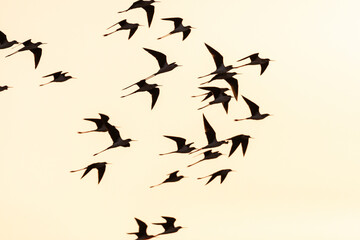 Steltkluut, Black-winged Stilt, Himantopus himantopus
