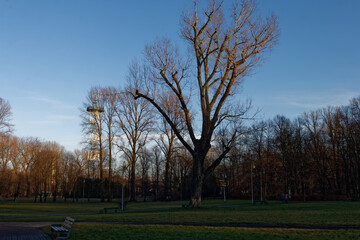 Park Kościuszki w Katowicach w słoneczny zimowy dzień © Miroslaw